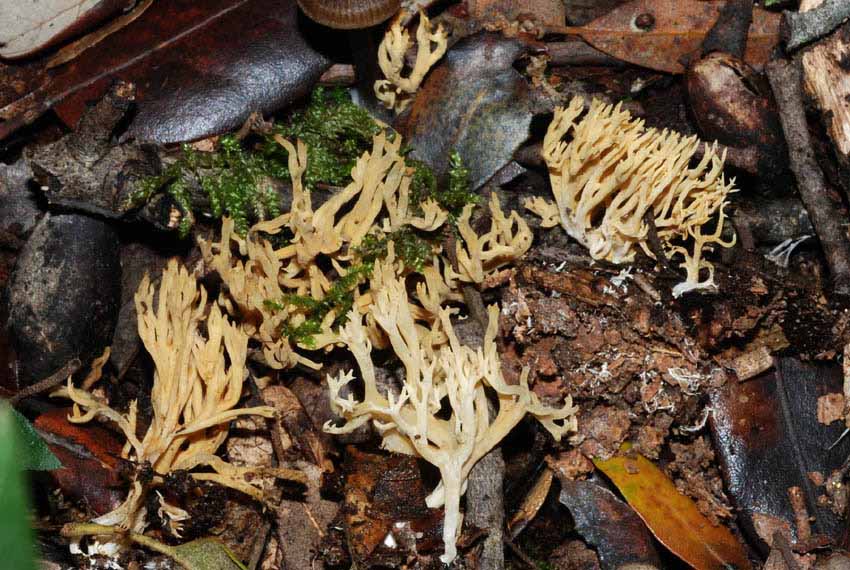 Ramaria sp.